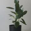 MR KITLY - Self-Watering Plant Pot - 300mm - PICK UP ONLY | Planters & Plant Care