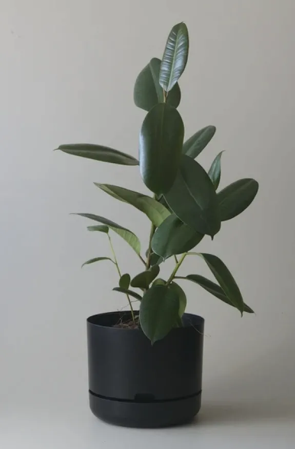 MR KITLY - Self-Watering Plant Pot - 300mm - PICK UP ONLY | Planters & Plant Care