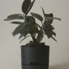 MR KITLY - Self-Watering Plant Pots - 170mm - PICK UP ONLY | Planters & Plant Care